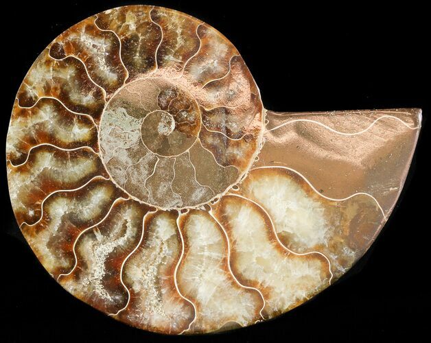 Agatized Ammonite Fossil (Half) #46526